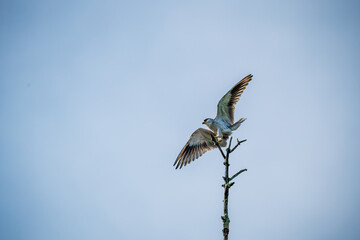 Black winged-kite bird perching on the tree branch.