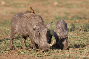 Warzenschwein und Gelbschnabel-Madenhacker / Warthog and Yellow-billed oxpecker / Phacochoerus...