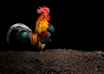 he male chicken has red feathers. Natural, rustic style chicken farm Isolated rooster on black...