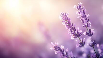 Naklejka premium Tranquil Lavender Field at Sunset: A Serene Summer Landscape