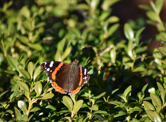 A vibrant butterfly with orange, black, and white wings rests on green leaves in the sunlight