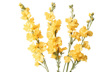 Obraz premium a yellow osteoporosis flowers isolated on a transparent background