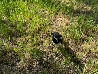 A newborn Pica pica crow is walking in the garden. The Eurasian magpie or common magpie (Pica pica) is a resident breeding bird.