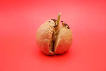 Sprouted Avocado Seed Isolated on Red Background