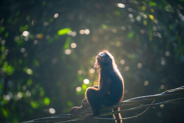 Primates / langur looking up at the sky.