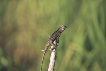 Lizard on a branch.
