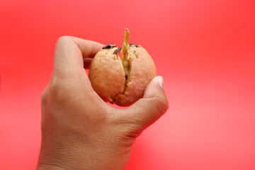 Growing Avocado Seed Held in Hand Against Red Backdrop
