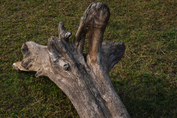 A weathered tree trunk lying on grassy ground. Close-up of a dried wooden log with a natural texture. aged tree root. Decayed wood with a rugged texture on fresh grass.