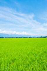 Fototapeta premium 夏の田園風景