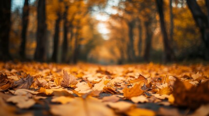 Waldboden mit gefallenen Bl&auml;ttern im sanften Licht