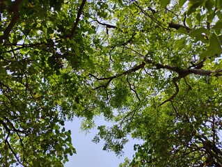 tree branches with leaves
