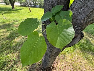 Tilia cordata fresh leaves growing on tree branches. Young leaves of an American basswood tree,...
