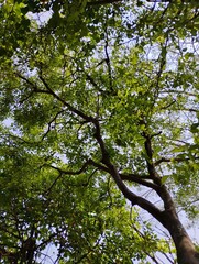 tree in the park