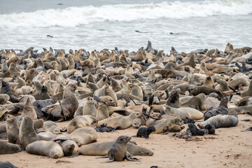 miryad of Seals on sand beach at large colony,  Cape Cross, Namibia