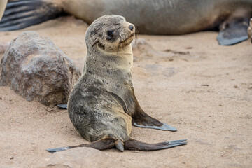 Obraz premium young Seal pup on sand at large colony, Cape Cross, Namibia