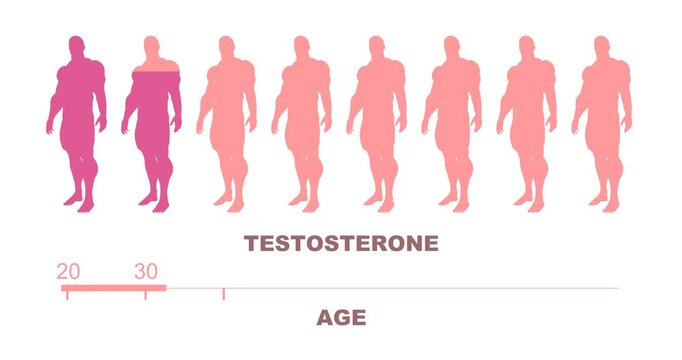 Human age scale and men silhouettes with testosterone level. The measuring progress bar. Dependence of testosterone levels on age.