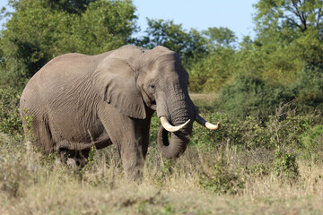 Fototapeta premium Afrikanischer Elefant / African elephant / Loxodonta africana