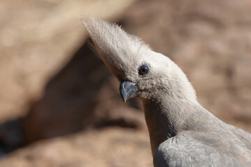 Graulärmvogel / Grey lourie or Grey go-away-bird / Corythaixoides concolor
