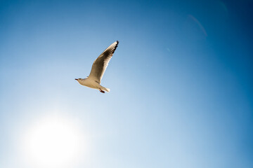 seagull in the sky