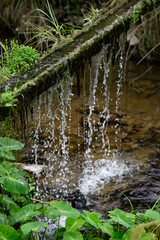 stream in the forest
