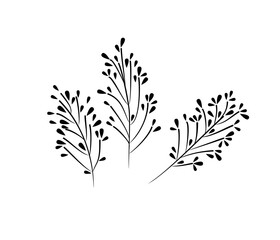 twigs branches isolate flat drawing black, natural branches with berries, botany flora
