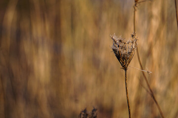 Close up of a wilted plant