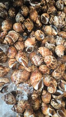 fresh spotted babylon on ice in market