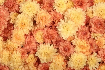 Peach And Cream Chrysanthemum Flower Background