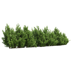 Fototapeta premium Lush green shrubbery garden png image transparent background natural environment side view botanical concept