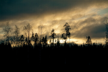 Trees against the sky during evening