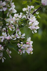 apple tree blossom