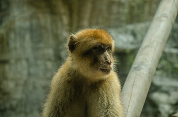 Lonely in the zoo