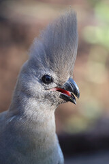 Graulärmvogel / Grey lourie or Grey go-away-bird / Corythaixoides concolor