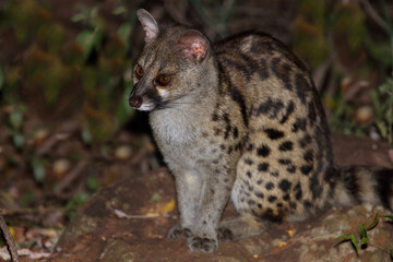 Fototapeta premium Südliche Großfleck-Ginsterkatze / South African large-spotted genet / Genetta tigrina