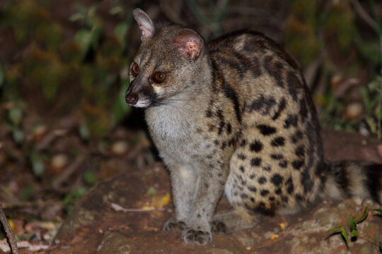 S&uuml;dliche Gro&szlig;fleck-Ginsterkatze / South African large-spotted genet / Genetta tigrina