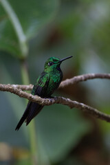 Fototapeta premium Hummingbird nature