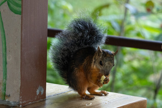 squirrel eating nut