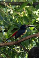 toucan on a branch