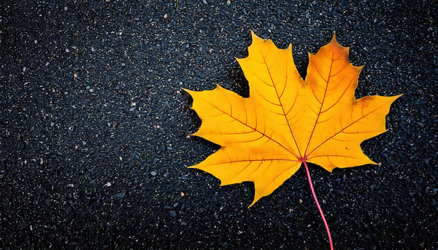 Examining the intricate texture of a yellow maple leaf on black asphalt urban setting natural detail close-up perspective nature's contrast