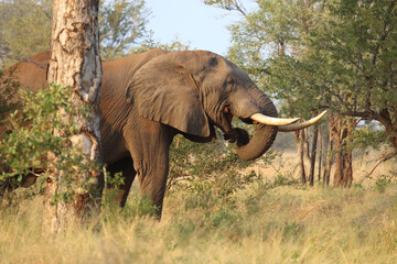 Afrikanischer Elefant / African elephant / Loxodonta africana..