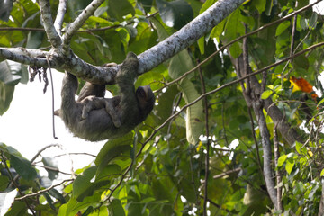 Sloth in tree