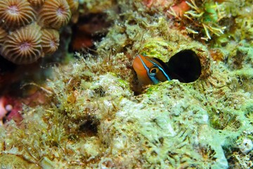 Orange fish hiding on the coral reef. Tropical ecosystem, underwater photography from scuba diving. Marine life, fish and corals.
