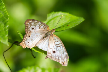 butterfly on green leaf