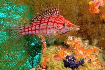 Portrait of red tropical fish on the coral reef. Closeup underwater photography, scuba diving with vivid marine life. Corals and fish in the ocean. Aquatic wildlife, travel photo.
