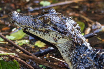 alligator Costa Rica