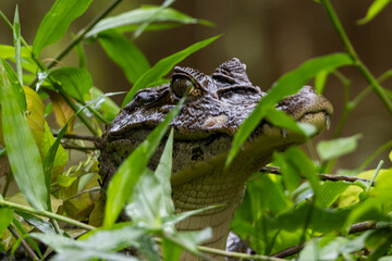 Alligator gras Costa Rica