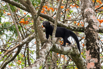 Wildlife Costa Rica