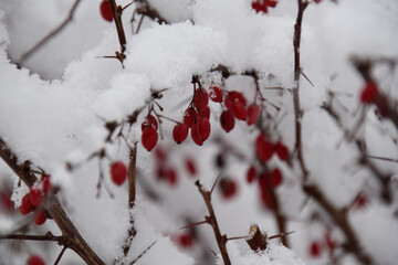 Rose hips in snow