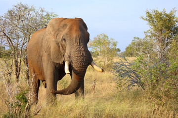 Afrikanischer Elefant / African elephant / Loxodonta africana..