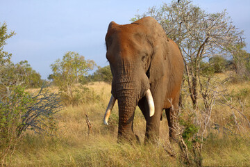 Afrikanischer Elefant / African elephant / Loxodonta africana..